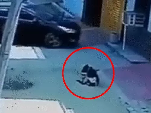 गली में बैठे बछड़े पर चढ़ाई कार, CCTV में कैद घटना