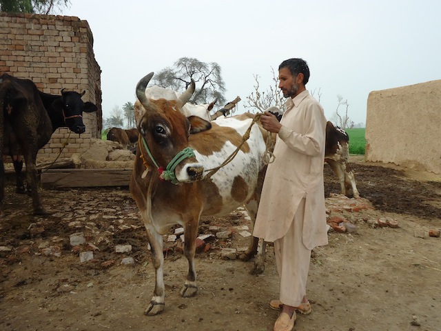 पाकिस्तान में गोबर टैक्स लगाने की तैयारी: गाय-भैंस पालना हो सकता है महंगा