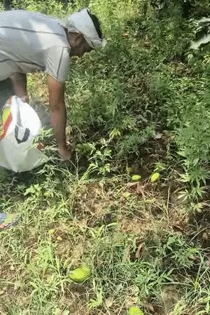 लखनऊ में दीवार ढहने से 2 युवकों की मौत, 2 घायल; तूफान से आम के बागों को भारी नुकसान